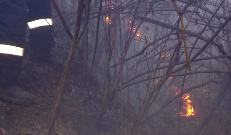 Incendiu într-o pădure din Neamț