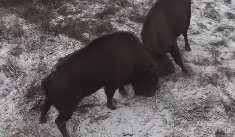 Luptă între zimbri în Parcul Natural Vânători din Neamț