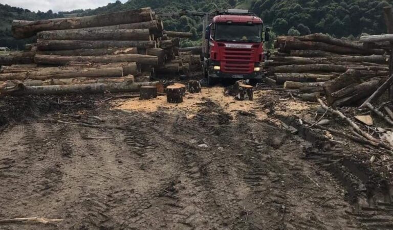 Material lemnos în valoare de 5 milioane de euro, confiscat într-un singur an