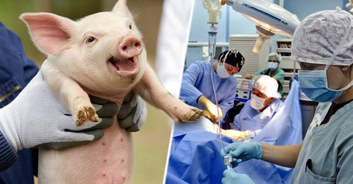 Transplantul de organe de la porc la om, un posibil succes?