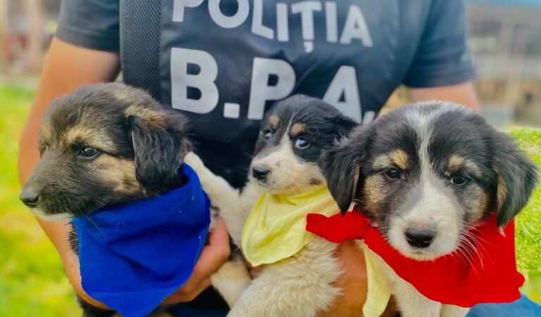 Amenzi pentru stăpânii animalelor lăsate de izbeliște