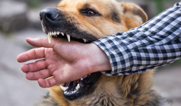 Pedepse usturătoare pentru stăpânii câinilor agresivi