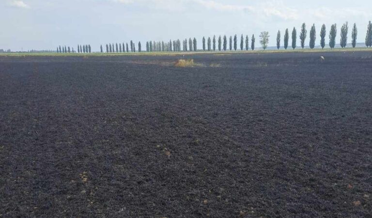 Opt hectare cu grâu, mistuite de flăcări, în Cordun