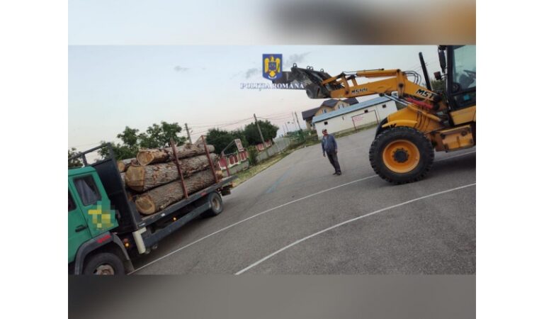 Furt de arbori, amenzi, transport ilegal de lemne, în Neamț