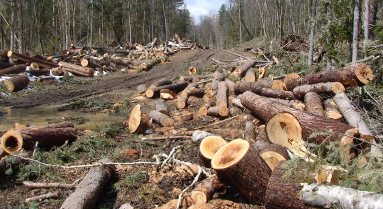 Doi tineri s-au ales cu dosar penal pentru că au furat mai mulți copaci