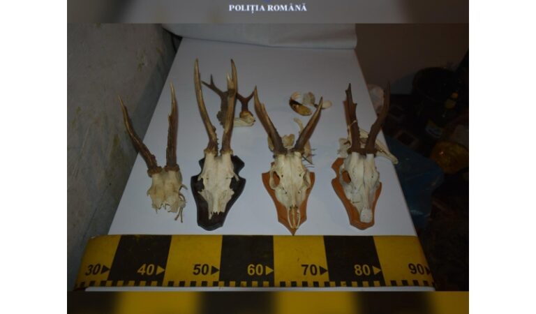 Polițiștii nemțeni au confiscat animale sălbatice ținute în captivitate și capete trofeu