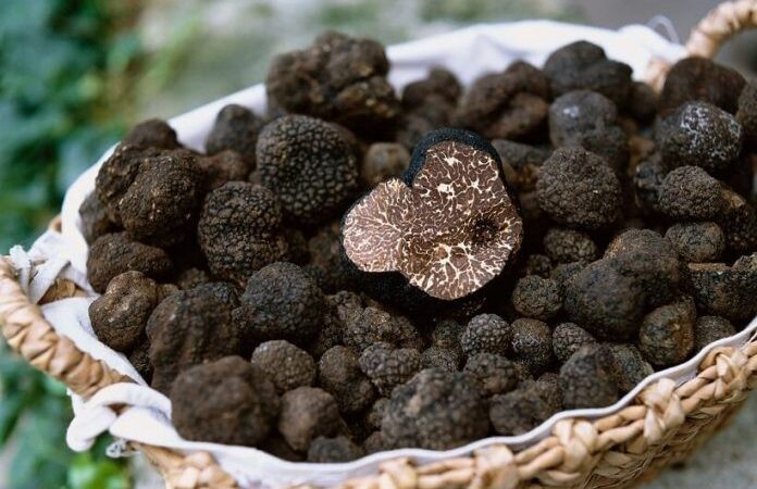 Zeci de kilograme de trufe confiscate de polițiști romașcani