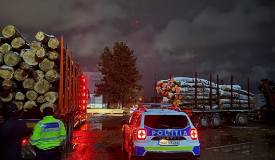 Lovitură a poliției! Lemn fără acte și sancțiuni în Neamț